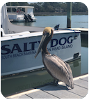 Salty Dog Happy Hour Cruise boat