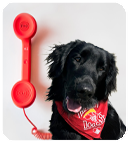 Close up of a dog's face