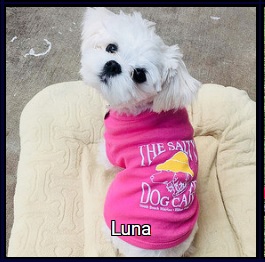 Dog wearing a salty dog bandana