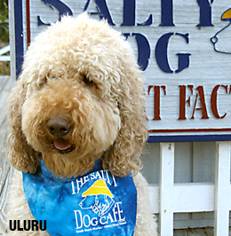 Dog wearing a salty dog bandana