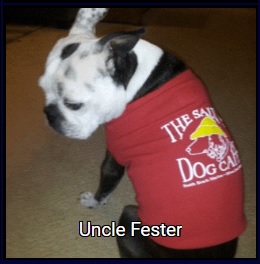 Dog wearing a salty dog bandana