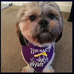 Dog wearing a salty dog bandana