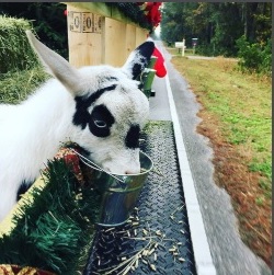 goat in a cart at a christmas parade