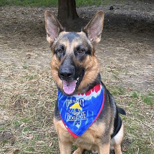 Bills playoffs pet gallery